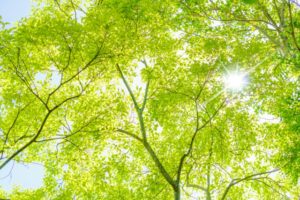 自分で厄を払う方法 お風呂　塩