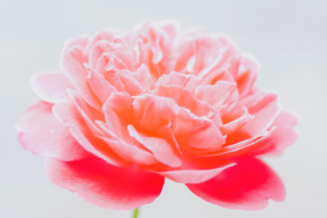 宇宙の真理　道は繋がっている　願いが叶う方法